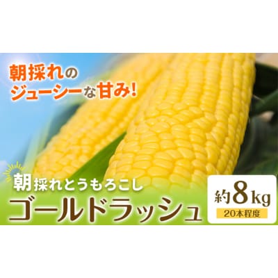 とうもろこし約8kg(20本程度) 老沼 利治《2026年6月中旬-7月中旬頃出荷予定》