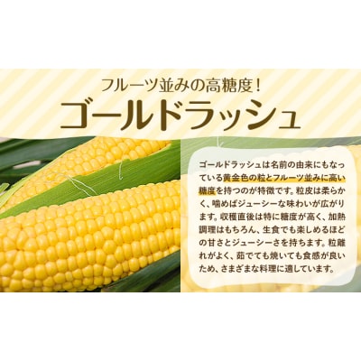 とうもろこし約8kg(20本程度) 老沼 利治《2026年6月中旬-7月中旬頃出荷予定》
