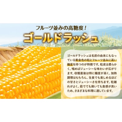 とうもろこし約8kg(20本程度) 老沼 利治《6月中旬-7月中旬頃出荷予定》