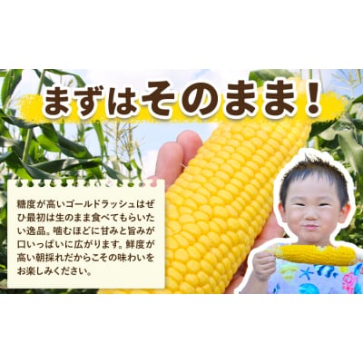 とうもろこし約8kg(20本程度) 老沼 利治《2026年6月中旬-7月中旬頃出荷予定》