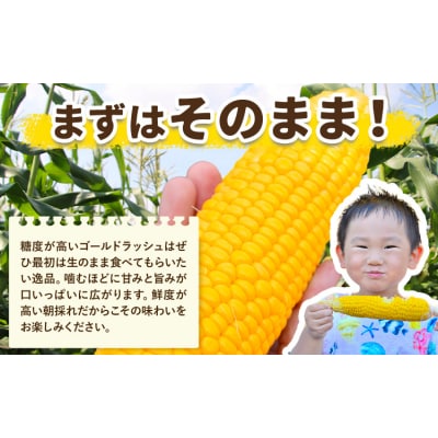 とうもろこし約8kg(20本程度) 老沼 利治《6月中旬-7月中旬頃出荷予定》