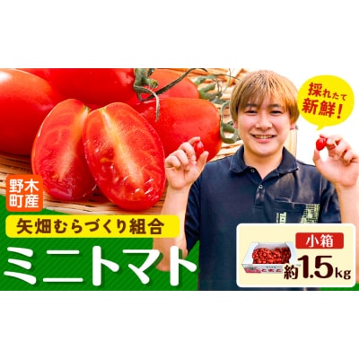 ミニトマト 約1.5kg 1箱 矢畑むらづくり組合 《2025年10月-2026年6月下旬頃出荷》