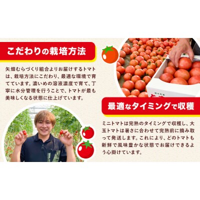 ミニトマト 約1.5kg 1箱 矢畑むらづくり組合《11月上旬-2027年3月末頃出荷予定》
