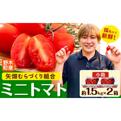 ミニトマト 約1.5kg 2箱 矢畑むらづくり組合《11月上旬-2027年3月末頃出荷予定》