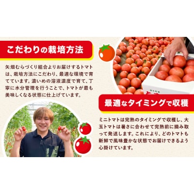 トマト 約2kg 小箱 矢畑むらづくり組合《2026年11月上旬-2027年3月末頃出荷予定》野木町