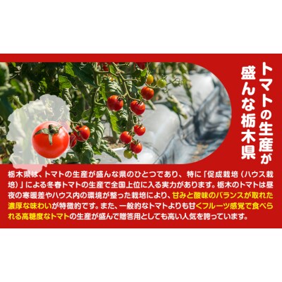 田村さん家のミニトマト約2kg《11月上旬-2026年7月下旬出荷予定》ミニトマト 野木町