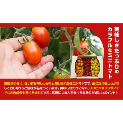 田村さん家のミニトマト約2kg《11月上旬-2026年7月下旬出荷予定》ミニトマト 野木町