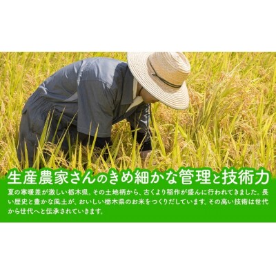 令和7年度産 米 栃木県産 コシヒカリ 白米 20kg《7-14日以内に出荷予定(土日祝除く)》