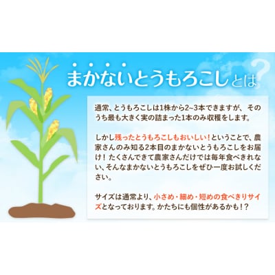 とうもろこし 約3kg 老沼 利治《6月中旬-7月中旬頃出荷予定》