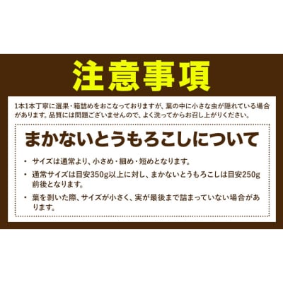 とうもろこし 約3kg 老沼 利治《6月中旬-7月中旬頃出荷予定》