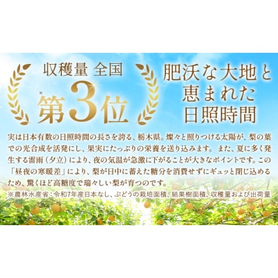 旬の梨 約8kg 幸水 豊水 あきづき 新高 にっこり《8月上旬-10月中旬頃出荷予定》 