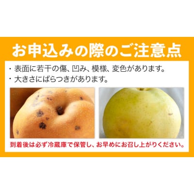 旬の梨 約8kg 幸水 豊水 あきづき 新高 にっこり《8月上旬-10月中旬頃出荷予定》 