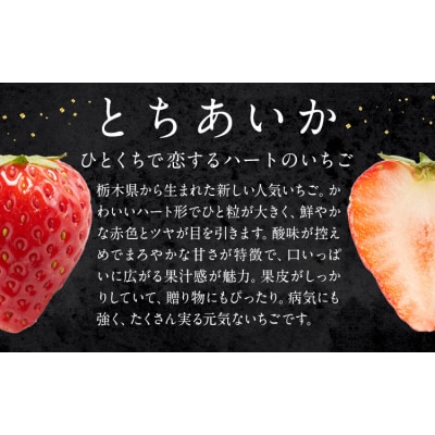 いちご とちあいか 4パック 1040g 《2027年1月中旬-4月末頃出荷予定》