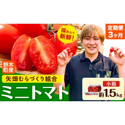 ミニトマト 約1.5kg 1箱 3ヶ月定期便 《2026年11月上旬-2027年6月末頃出荷予定》