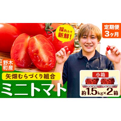 ミニトマト 約1.5kg 2箱 3ヶ月定期便《2026年11月上旬-2027年6月末頃出荷予定》