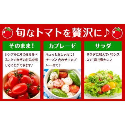 ミニトマト 約1.5kg 2箱 3ヶ月定期便《2026年11月上旬-2027年6月末頃出荷予定》