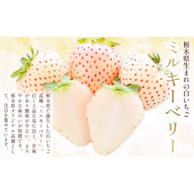 ミルキーベリー 計560g《12月下旬-2027年5月中旬頃出荷》【配送不可地域あり】(沖縄・離島)