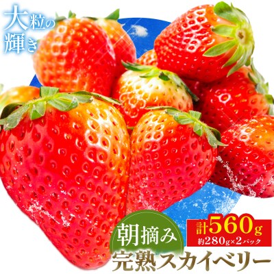 完熟朝摘み スカイベリー 計560g《12月中旬-2027年5月中旬頃出荷》【配送不可地域あり】