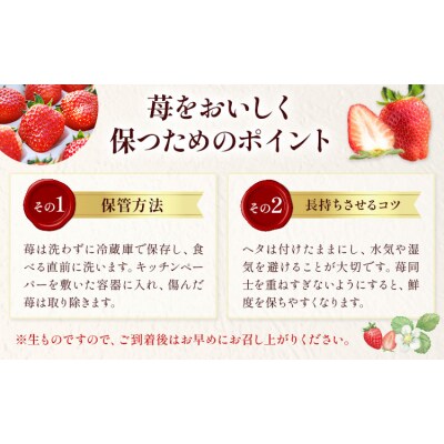 完熟朝摘み スカイベリー 計560g《12月中旬-2027年5月中旬頃出荷》【配送不可地域あり】