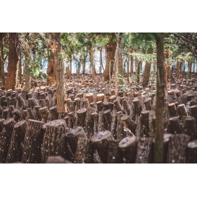 宮崎県諸塚村産　乾しいたけ　どんこ200g