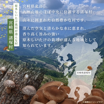宮崎県産 粉末 しいたけ 40g×6P 計240g