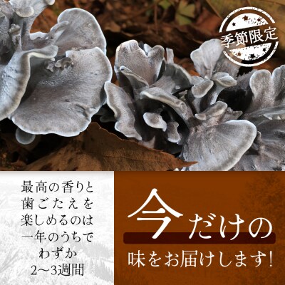 【先行予約】宮崎県諸塚村産 原木舞茸 1kg 数量限定[2026年10月下旬～11月中旬ごろお届け]