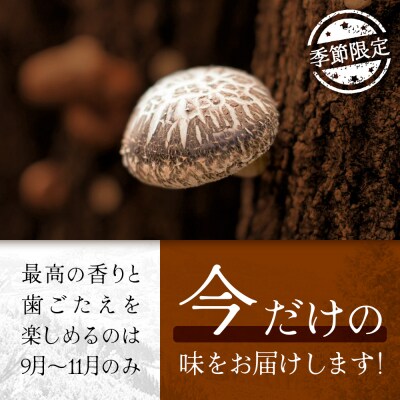 【先行予約】宮崎県諸塚村産 原木生椎茸 約650g[2026年9月～11月ごろお届け]