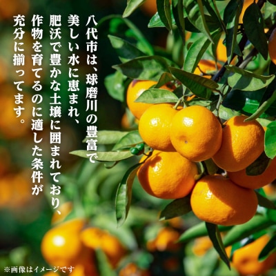 【先行予約】【訳あり】家庭用みかん 約5kg【2026年9月下旬より順次発送】_001-4031-F