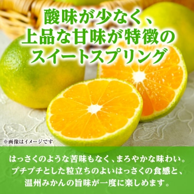 【先行予約】スイートスプリング 約5kg 【2026年12月上旬より順次発送】_001-4032-E