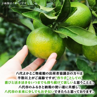 【先行予約】スイートスプリング 約5kg 【2026年12月上旬より順次発送】_001-4032-E