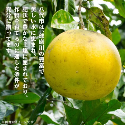 【先行予約】ファーストクイーン 2玉 【2026年10月下旬より順次発送】_001-4033-E