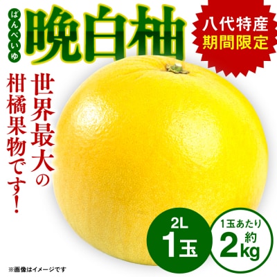 【先行予約】晩白柚 2L(約2kg)×1玉【2026年12月上旬より順次発送】_001-4038-D
