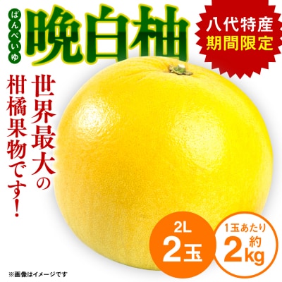 【先行予約】晩白柚 2L(約2kg)×2玉【2026年12月上旬より順次発送】_001-4039-B