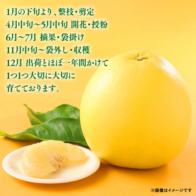 【先行予約】晩白柚 2L(約2kg)×2玉【2026年12月上旬より順次発送】_001-4039-B