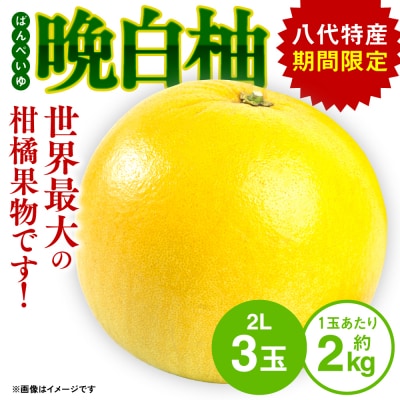 【先行予約】晩白柚2L(約2kg)×3玉 【2026年12月上旬より順次発送】_001-4040-B