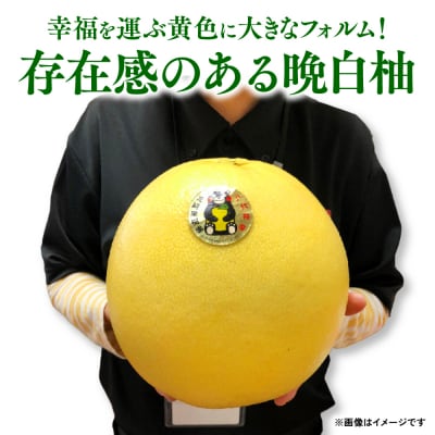 【先行予約】晩白柚 Lサイズ 2玉【2026年12月上旬より順次発送】_001-6046-B