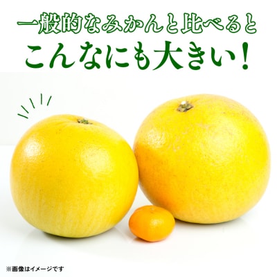 【先行予約】晩白柚 Lサイズ 2玉【2026年12月上旬より順次発送】_001-6046-B