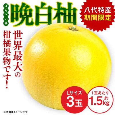 【先行予約】晩白柚 Lサイズ 3玉 【2026年12月上旬より順次発送】_001-6047-A