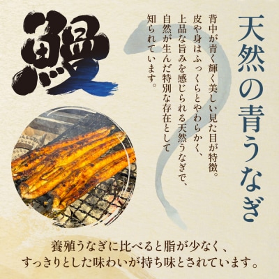 熊本県 八代市産 天然青うなぎの蒲焼 蒲焼セット 1尾_001-6717