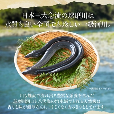 熊本県 八代市産 天然青うなぎの蒲焼 蒲焼セット 2尾_001-6718