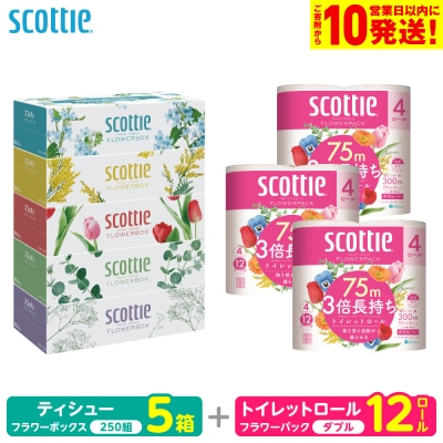 スコッティ ティシュー 250組 5箱 トイレットロール ダブル 12ロール_186-6552