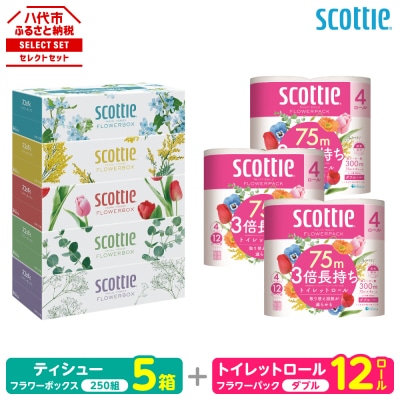 ティッシュ 250組 5箱 + トイレットペーパー ダブル 12ロール スコッティ_186-6552