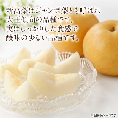 【先行予約】新高梨 約5kg(5～20玉) 【2026年9月中旬より順次発送】_171-4412-D