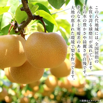 【先行予約】新高梨 約5kg(5～20玉) 【2026年9月中旬より順次発送】_171-4412-D