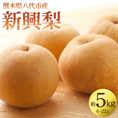 【先行予約】新興梨 約5kg(6～22玉)【2026年10月上旬より順次発送】_171-4413-D