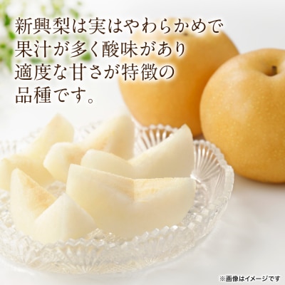【先行予約】新興梨 約5kg(6～22玉)【2026年10月上旬より順次発送】_171-4413-D