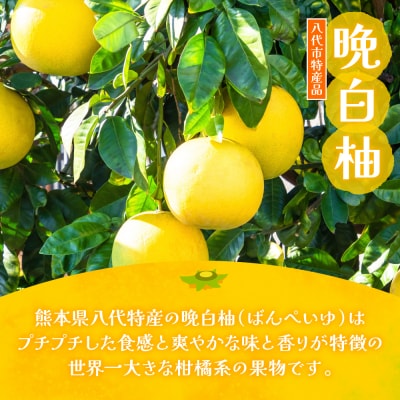 晩白柚ペースト「マキシト」&トマトピューレ「リコプレン」セット_189-4165-D