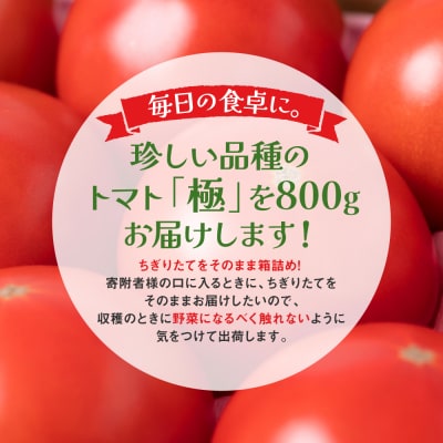 最高峰 トマト 極 800g 八代市産 宮島農園 甘い 野菜 やさい_039-4619-C