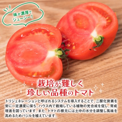 最高峰 トマト 極 800g 八代市産 宮島農園 甘い 野菜 やさい_039-4619-C