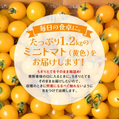 ミニトマト (黄色) 1.2kg 八代市産 宮島農園 トマト 甘い サラダ_039-4738-D